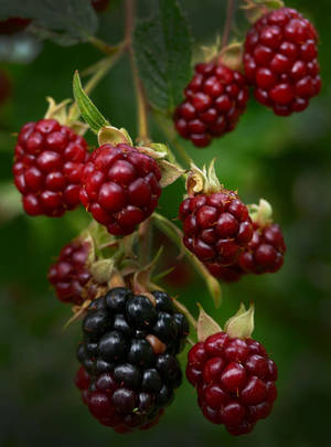 Boysenberry Hanging From Twigs Wallpaper