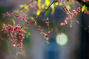 Branch Plant Of Flowers Wallpaper