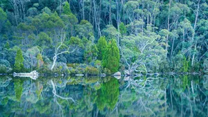 Breathtaking Mount Field Forest In Tasmania Wallpaper