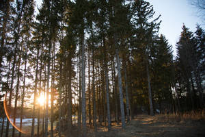 Breathtaking Sunset Bursting Through A Forest Wallpaper