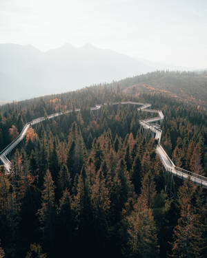 Bridge In Forest Of Slovakia Wallpaper