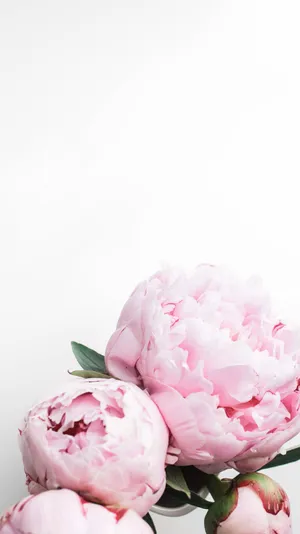 Bright And Beautiful, This Peony For Your Iphone Will Bring Life To Your Device. Wallpaper
