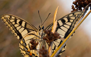 Bright And Bold Black-yellow Swallowtail Butterfly Wallpaper