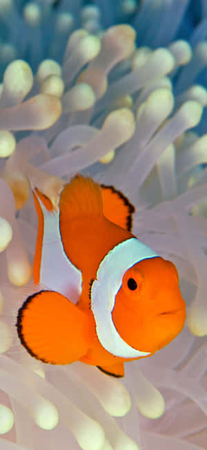 Bright And Colorful Clown Fish Iphone Wallpaper Wallpaper