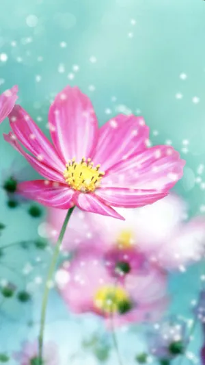 Bright Light Pink Spring Daisy Iphone Wallpaper