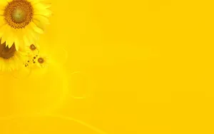 Bright Plain Yellow Sunflowers Desktop Wallpaper