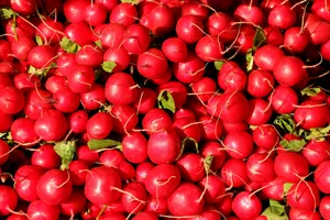 Bright Red Globe Radish Wallpaper