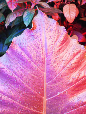 Bright Red Leaf Iphone X Nature Wallpaper