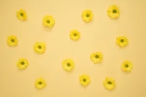 Bright Yellow Daisy On Yellow Table - Aesthetic Display Wallpaper