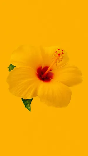 Bright Yellow Hibiscus Flower Wallpaper