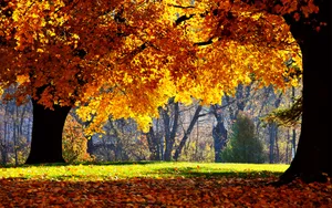 Bright Yellow Orange Trees On Fall Wallpaper