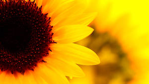 Bright Yellow Sunflower Bursting With Joy Wallpaper