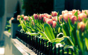 Bright Yellow Tulips Blooming Behind A Fence In Early Spring Wallpaper