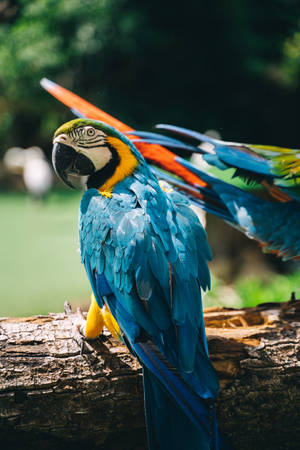 Brighten Your Day With This Colorful Parrot! Wallpaper