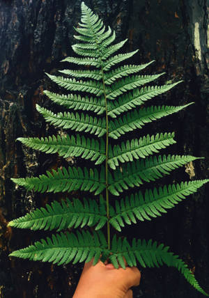 Brightly-lit Green Fern Leaves Wallpaper