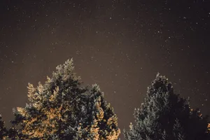 Brightly Lit Trees Under A Starry Night Wallpaper