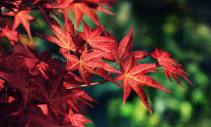 Brilliant Red Maples Leaves Wallpaper