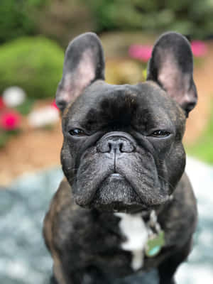 Brindle French Bulldog Suspicious Look Wallpaper