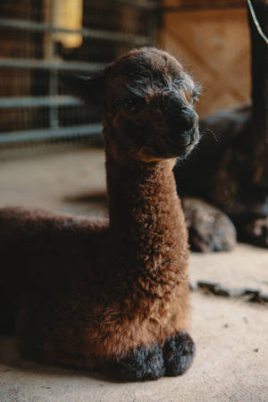 Brown Alpaca On Sand Wallpaper