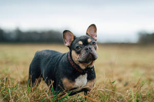 Brown And Black French Bulldog Wallpaper