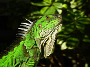 Brown And Green Iguana Reptile Wallpaper