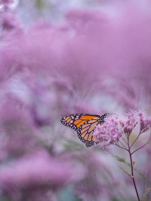 Brown And White Butterfly On Purple Petaled Flower Wallpaper