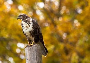 Brown And White Falcon Wallpaper