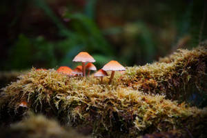 Brown And White Mushroom In Green Grass Wallpaper