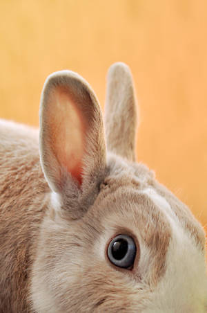 Brown And White Rabbit Wallpaper
