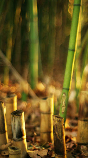 Brown Bamboo Stumps Iphone Wallpaper