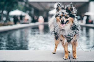 Brown Black White Pomeranian Mix Wallpaper