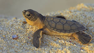 Brown Cute Turtle On Sand Wallpaper