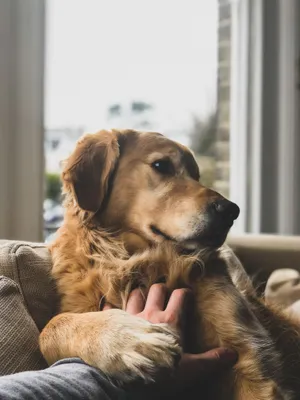 Brown Dog On Sofa Wallpaper