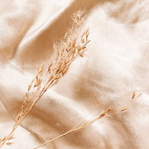 Brown Dried Plant On White Textile Wallpaper