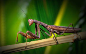 Brown-eyed Praying Mantis Wallpaper