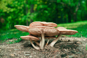 Brown Gilled Mushroom Wallpaper