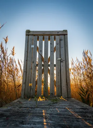 Brown Grasses Near Fence Wallpaper