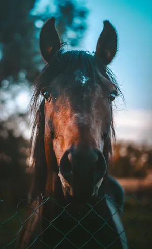 Brown Horse Wallpaper