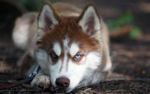 Brown Husky Resting On Ground Wallpaper