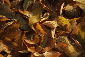 Brown Leaves Wallpaper