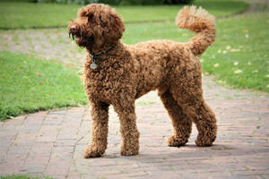 Brown Miniature Poodle Side View Wallpaper