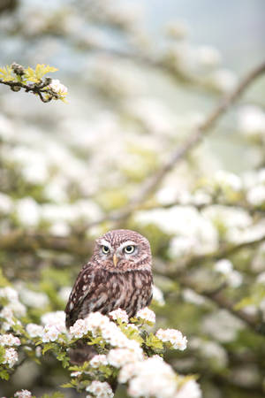 Brown Owl On Tree Branch In Shallow Focus Photography Wallpaper