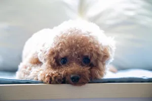 Brown Poodle Puppy Eyes Wallpaper