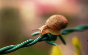 Brown-shelled Snail Wallpaper