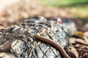 Brown Snake On Crocodile Wallpaper