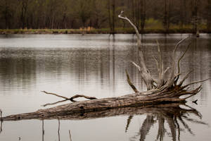Brown Tree Branch On Body Of Water During Daytime Wallpaper