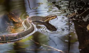 Brown Water Moccasin Forest River Wallpaper