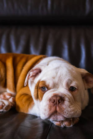 Brown White Olde English Bulldog Wallpaper