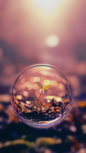 Bubble Sprout Nature Android Hd Wallpaper