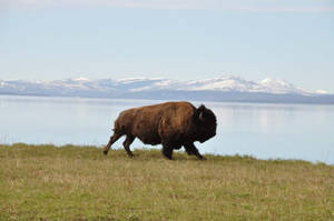 Buffalo On Steppe Wallpaper